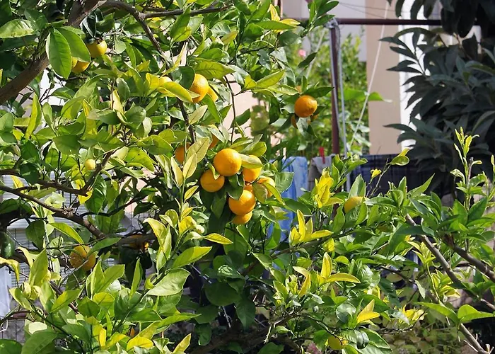 Appartamento - Diklo 5880d Zara