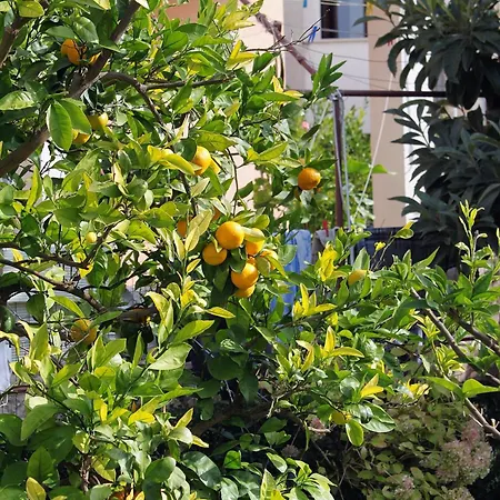 Apartmán - Diklo 5880d Zadar